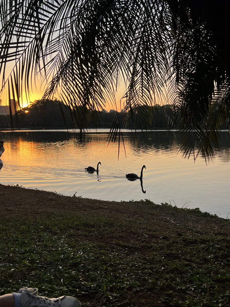 Ibirapuera Parque